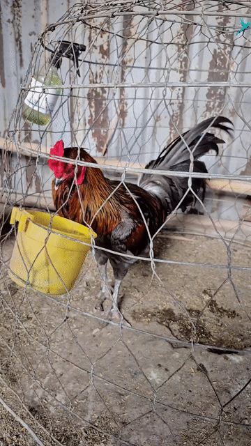 Gà chọi Peru Mỹ trống 3.2kg Xám. Mua bán Gà tại Thị xã Bình Minh Vĩnh Long được đăng bởi VanSang mai hình 1