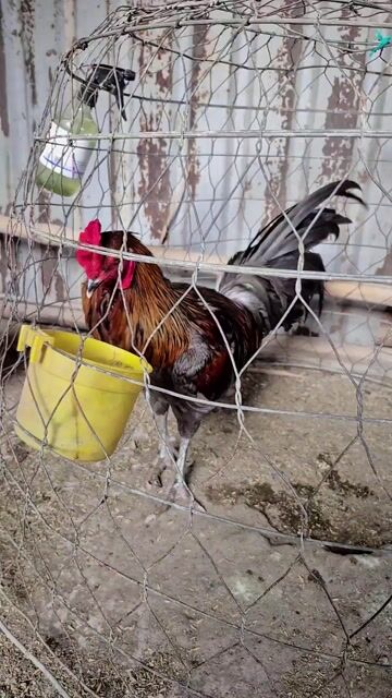 Gà chọi Peru Mỹ trống 3.2kg Xám. Mua bán Gà tại Thị xã Bình Minh Vĩnh Long được đăng bởi VanSang mai hình 1