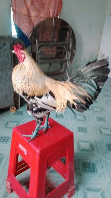Gà chuối đực. Mua bán Gà tại Thị xã Cai Lậy Tiền Giang được đăng bởi Nguyễn Hoang Hải hình 1