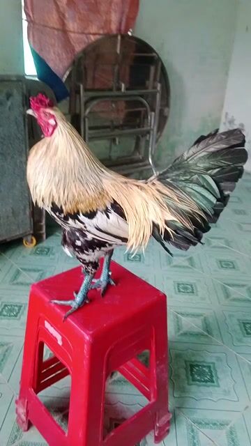 Gà chuối đực. Mua bán Gà tại Thị xã Cai Lậy Tiền Giang được đăng bởi Nguyễn Hoang Hải hình 1