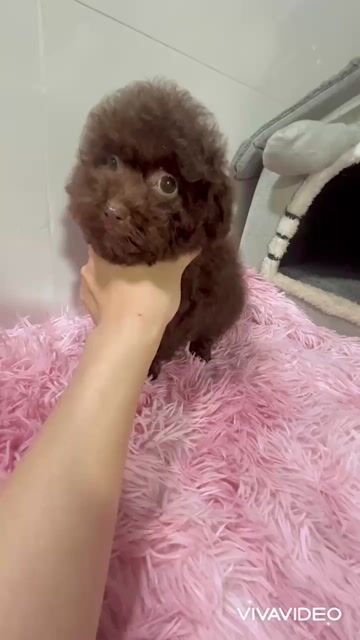 🍒🍒 POODLE (BOY) CHOCOLA HIẾM - CHÂN LÙN 🍒🍒. Mua bán Chó tại Huyện Hóc Môn Tp Hồ Chí Minh được đăng bởi SIÊU PET SG UY TÍN  hình 1