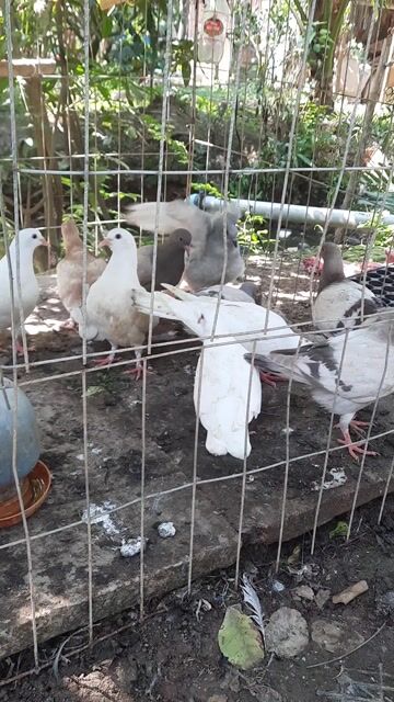 Bồ câu titan, bồ câu pháp, bồ câu gà. Mua bán Chim tại Huyện Châu Thành Bến Tre được đăng bởi nguyenbhoang thai hình 1