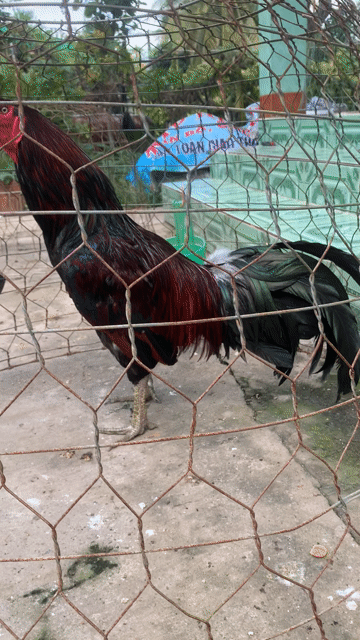 Gà Xanh 3kg6. Mua bán Gà tại Huyện Cái Bè Tiền Giang được đăng bởi Gà Tre Lai hình 1