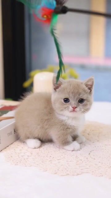 Mèo Munchkin Nâu trắng. Mua bán Mèo tại Thành phố Thủ Đức Tp Hồ Chí Minh được đăng bởi DƯƠNG MINH TRÍ VĨNH hình 2