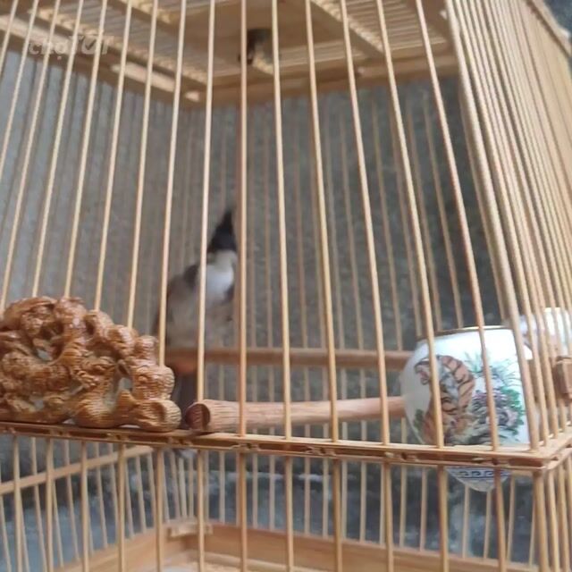 Chim chào mào đực 1 mùa tL giá rẻ . Mua bán Chim tại Quận 12 Tp Hồ Chí Minh được đăng bởi Hung Nguyen Ngoc Hung hình 1