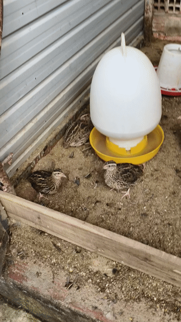 Chim cút trẻ em cả hai. Mua bán Chim tại Thị xã Tân Uyên Bình Dương được đăng bởi Quang tpk hình 1