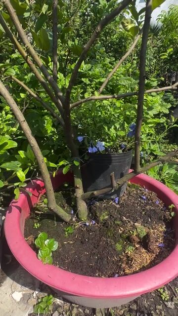 Chanh Ấn cây lớn khoẻ đẹp đang trái nhiều. Mua bán Cây cảnh, đồ trang trí tại Quận Gò Vấp Tp Hồ Chí Minh được đăng bởi Vườn Kiểng Nhà Nị Ny hình 1