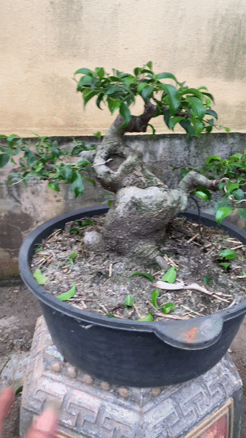 Cây Xanh Nam Điền Vanh 35cm Cao 25cm. Mua bán Cây cảnh, đồ trang trí tại Huyện Tiên Lãng Hải Phòng được đăng bởi Lê Đức toản  hình 1