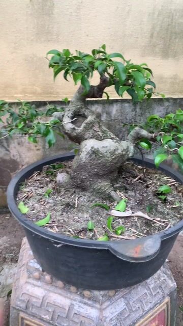 Cây Xanh Nam Điền Vanh 35cm Cao 25cm. Mua bán Cây cảnh, đồ trang trí tại Huyện Tiên Lãng Hải Phòng được đăng bởi Lê Đức toản  hình 1