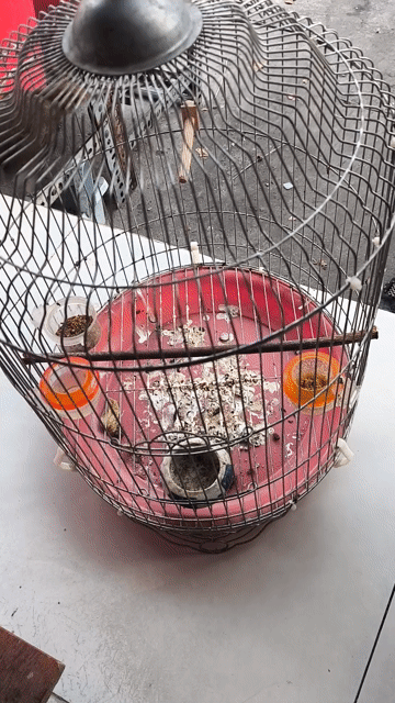 Chim chuối tiêu trống. Mua bán Chim tại Quận Bình Thạnh Tp Hồ Chí Minh được đăng bởi NTT hình 1