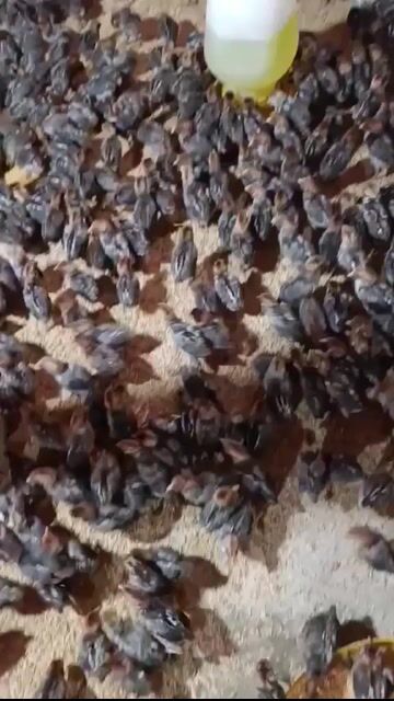 Gà Ai Cập siêu đẻ con non. Mua bán Gà tại Quận Long Biên Hà Nội được đăng bởi tổng kho gia dụng  hình 1