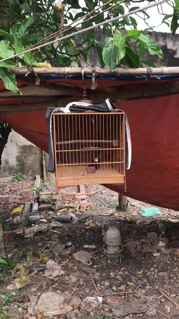 gl chào mào. Mua bán Chim tại Huyện Bình Chánh Tp Hồ Chí Minh được đăng bởi sơn Nguyễn hình 1