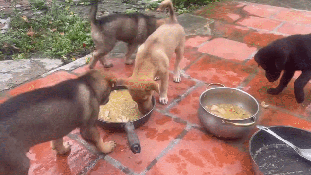 Chó cỏ 3 tháng tuổi Đen Nâu 4 con. Mua bán Chó tại Quận Hà Đông Hà Nội được đăng bởi Thúy Anh hình 1