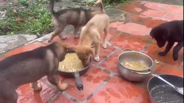 Chó cỏ 3 tháng tuổi Đen Nâu 4 con. Mua bán Chó tại Quận Hà Đông Hà Nội được đăng bởi Thúy Anh hình 1