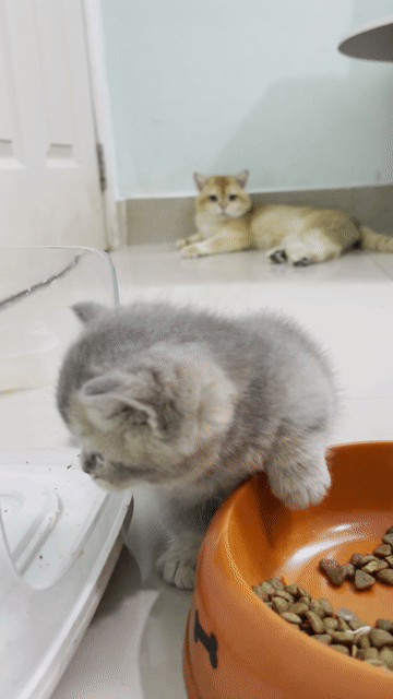 Mèo Munchkin Xám Đực 1 tháng đã tiêm dại. Mua bán Mèo tại Quận Bình Thạnh Tp Hồ Chí Minh được đăng bởi Thiên Quân hình 1