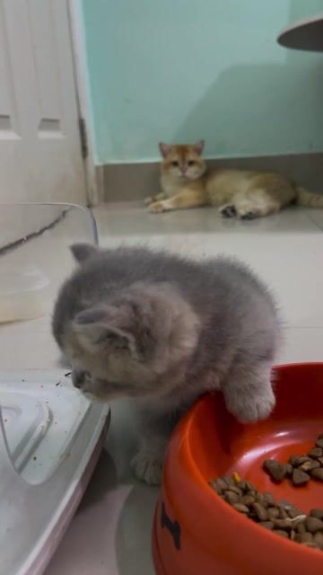 Mèo Munchkin Xám Đực 1 tháng đã tiêm dại. Mua bán Mèo tại Quận Bình Thạnh Tp Hồ Chí Minh được đăng bởi Thiên Quân hình 1