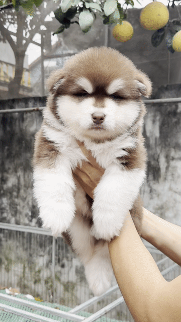 Chó Alaska Nâu đỏ. Mua bán Chó tại Huyện Phúc Thọ Hà Nội được đăng bởi Thanh Hoa Phan hình 1