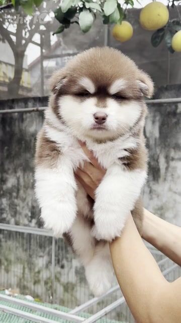 Chó Alaska Nâu đỏ. Mua bán Chó tại Huyện Phúc Thọ Hà Nội được đăng bởi Thanh Hoa Phan hình 1