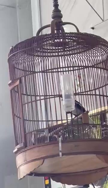 than 1 mùa chim va lồng. Mua bán Chim tại Quận Bình Tân Tp Hồ Chí Minh được đăng bởi chimchim hình 1