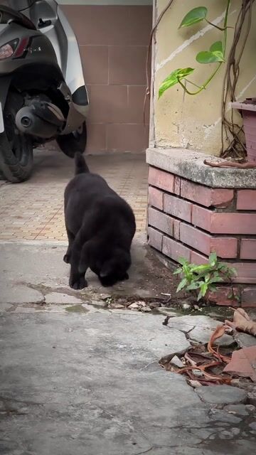 Chó Mông Cộc Đuôi Thỏ Đực Đen Lưỡi Đốm Chuẩn Giống. Mua bán Chó tại Quận Gò Vấp Tp Hồ Chí Minh được đăng bởi Shop SH Và Chó Cộc Sài Gòn hình 1