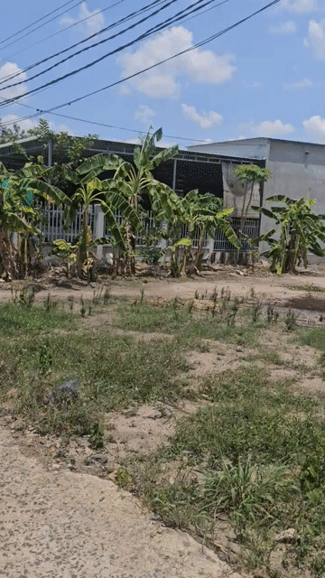 Mua bán Đất Huyện Hớn Quản Bình Phước diện tích 250 m² giá 250 triệu