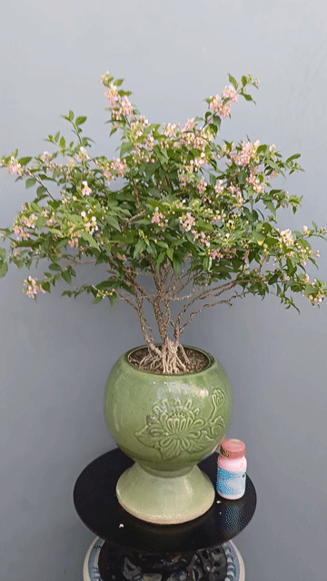 Hồng ngọc mai siêu bông Chậu xưa ly Chaimp đk20. Mua bán Cây cảnh, đồ trang trí tại Quận Tân Bình Tp Hồ Chí Minh được đăng bởi Bonsai và Chậu xưa hình 1