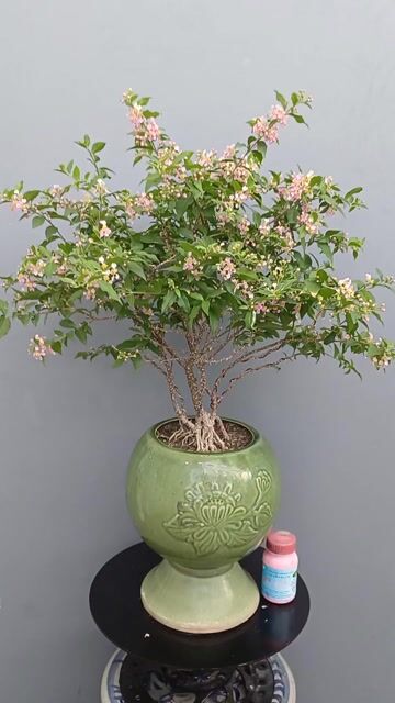 Hồng ngọc mai siêu bông Chậu xưa ly Chaimp đk20. Mua bán Cây cảnh, đồ trang trí tại Quận Tân Bình Tp Hồ Chí Minh được đăng bởi Bonsai và Chậu xưa hình 1
