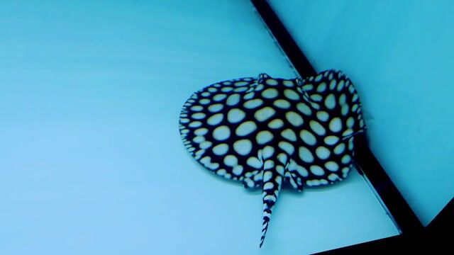 Cá Sam Black Diamond Super White. Mua bán Thú cưng khác tại Quận Bình Thuỷ Cần Thơ được đăng bởi Rồng Cần Thơ hình 1