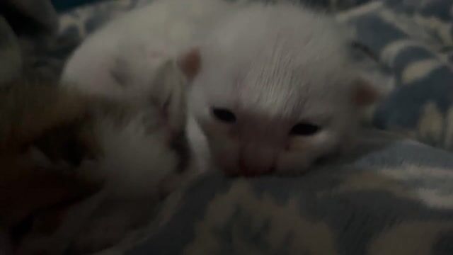 không nuôi được hết cần bán rẻ ạ. Mua bán Mèo tại Huyện Phụng Hiệp Hậu Giang được đăng bởi Triết Nhỏ hình 1