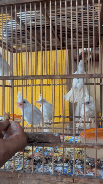 má trắng bạch,lem. Mua bán Chim tại Quận Gò Vấp Tp Hồ Chí Minh được đăng bởi dinh tien dung hình 1