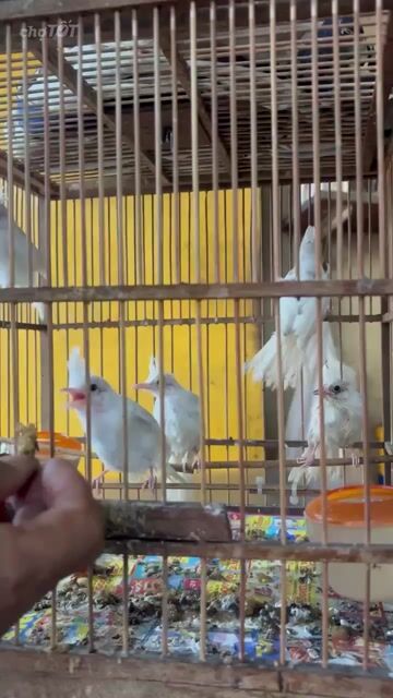 má trắng bạch,lem. Mua bán Chim tại Quận Gò Vấp Tp Hồ Chí Minh được đăng bởi dinh tien dung hình 1