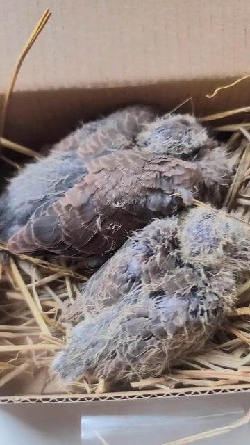 Chim Cu ngói non Nâu xám. Mua bán Chim tại Quận 7 Tp Hồ Chí Minh được đăng bởi binh hình 1