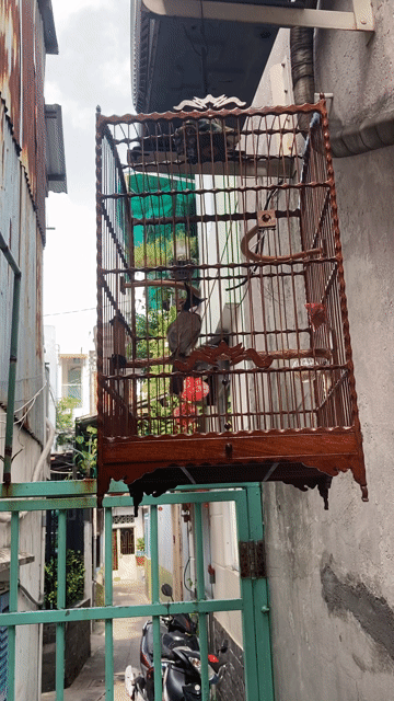 Chim chào mào 3 màu khỏe mạnh giọng hay. Mua bán Chim tại Quận 5 Tp Hồ Chí Minh được đăng bởi Lê Tiến hình 1