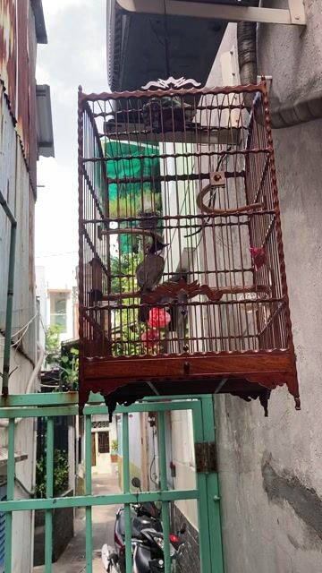 Chim chào mào 3 màu khỏe mạnh giọng hay. Mua bán Chim tại Quận 5 Tp Hồ Chí Minh được đăng bởi Lê Tiến hình 1