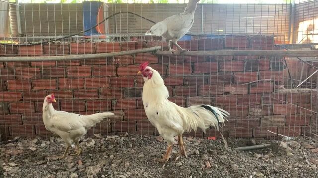 bộ nọc thái. Mua bán Gà tại Huyện Thống Nhất Đồng Nai được đăng bởi 5 Gà hình 1