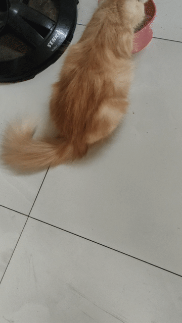 Mèo ALD cái 1 tuổi. Mua bán Mèo tại Quận Bình Thạnh Tp Hồ Chí Minh được đăng bởi NGUYEN THỊ THU AN hình 1