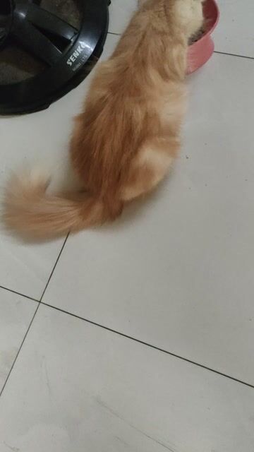 Mèo ALD cái 1 tuổi. Mua bán Mèo tại Quận Bình Thạnh Tp Hồ Chí Minh được đăng bởi NGUYEN THỊ THU AN hình 1