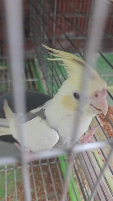 Chim Cockatiel trống 4 tháng. Mua bán Chim tại Thành phố Thủ Đức Tp Hồ Chí Minh được đăng bởi Goal Pr hình 1