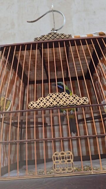 Chim Thanh tước TQ bụng vàng. Mua bán Chim tại Thị xã Tân Uyên Bình Dương được đăng bởi Hưng hình 1
