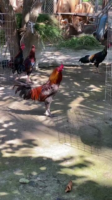 Gà chọi Xám. Mua bán Gà tại Huyện Long Phú Sóc Trăng được đăng bởi Quốc Hòn  hình 1