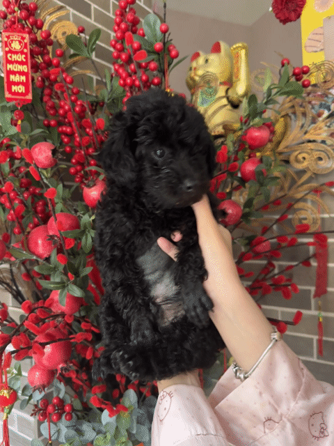 Chó Poodle đen 2 tháng. Mua bán Chó tại Quận Bình Thạnh Tp Hồ Chí Minh được đăng bởi Dương Hoàng Uyển Nhi hình 1