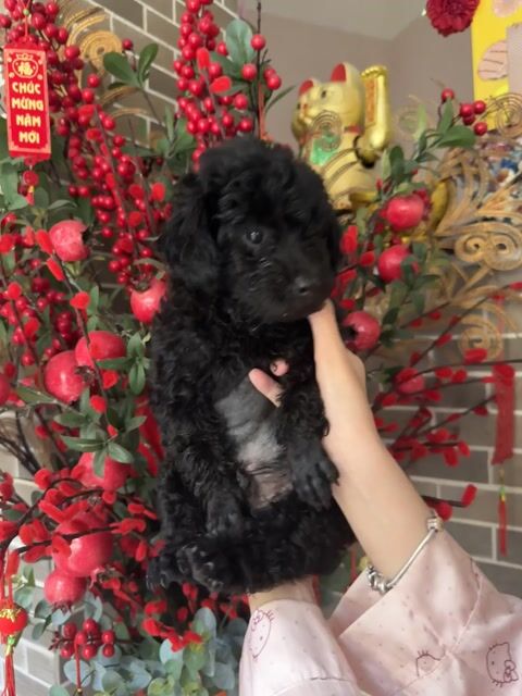 Chó Poodle đen 2 tháng. Mua bán Chó tại Quận Bình Thạnh Tp Hồ Chí Minh được đăng bởi Dương Hoàng Uyển Nhi hình 1