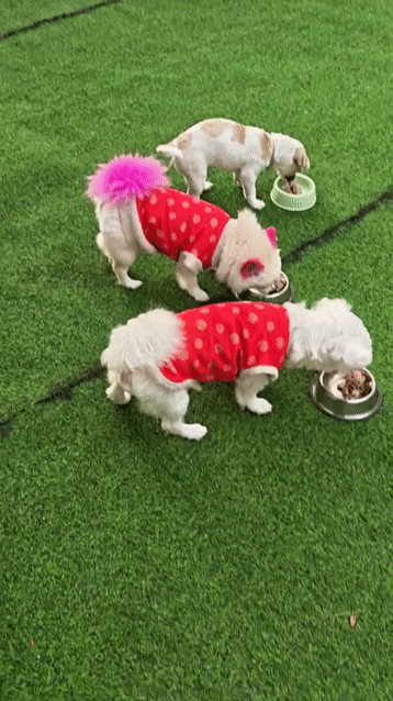 Chó Phốc Sóc cái 1 tuổi, Poodle cái 1 tuổi. Mua bán Chó tại Thành phố Đà Lạt Lâm Đồng được đăng bởi Nguyễn Thị Huế hình 1
