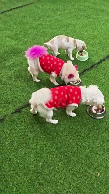 Chó Phốc Sóc cái 1 tuổi, Poodle cái 1 tuổi. Mua bán Chó tại Thành phố Đà Lạt Lâm Đồng được đăng bởi Nguyễn Thị Huế hình 1
