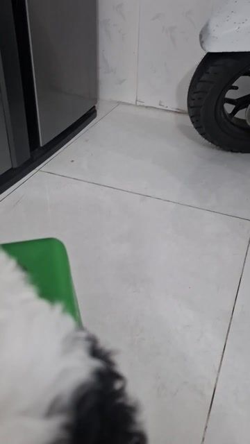 Chó Poodle tiny cái 2 tháng đã tiêm. Mua bán Chó tại Quận Thanh Xuân Hà Nội được đăng bởi Chi Giang hình 1