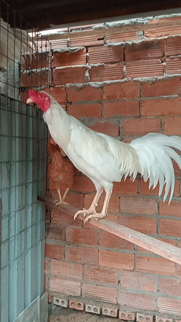 Gà trống trắng 2.1kg chưa đá. Mua bán Gà tại Huyện Bến Lức Long An được đăng bởi Hoàng  hình 1