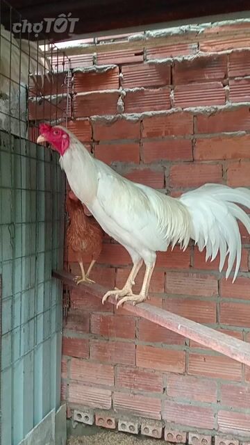 Gà trống trắng 2.1kg chưa đá. Mua bán Gà tại Huyện Bến Lức Long An được đăng bởi Hoàng  hình 1