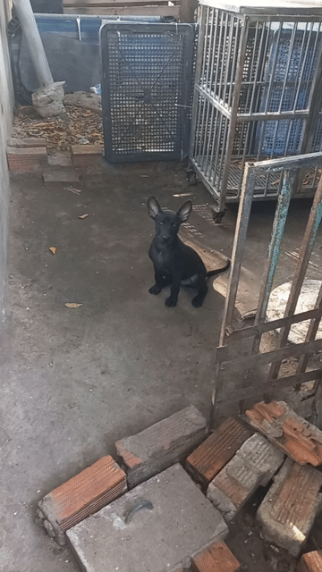 Chó Phú Quốc  màu Đen phong thủy. Mua bán Chó tại Thành phố Thủ Dầu Một Bình Dương được đăng bởi Bình hình 1