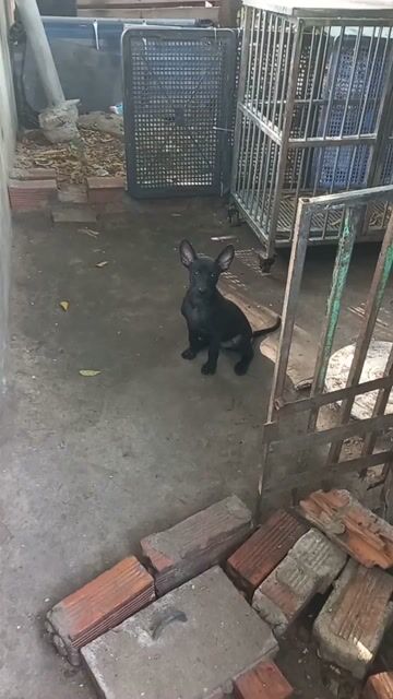 Chó Phú Quốc  màu Đen phong thủy. Mua bán Chó tại Thành phố Thủ Dầu Một Bình Dương được đăng bởi Bình hình 1