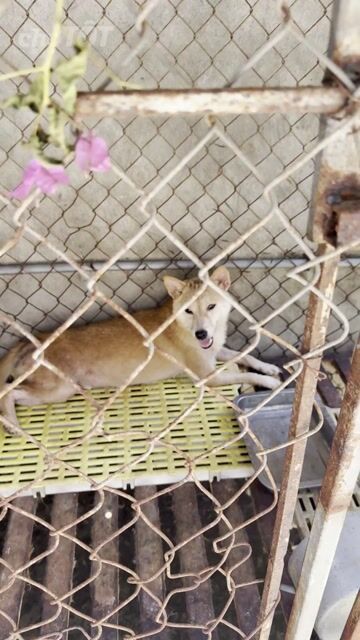 Chó Shiba Cái Vàng 1 tuổi. Mua bán Chó tại undefined Hà Nội được đăng bởi DuHo Farm  hình 1